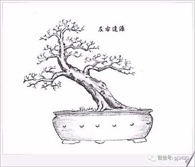 Cây Bonsai là gì? Nghệ thuật cây cảnh Bon sai Nhật Bản