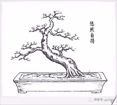 Cây Bonsai là gì? Nghệ thuật cây cảnh Bon sai Nhật Bản